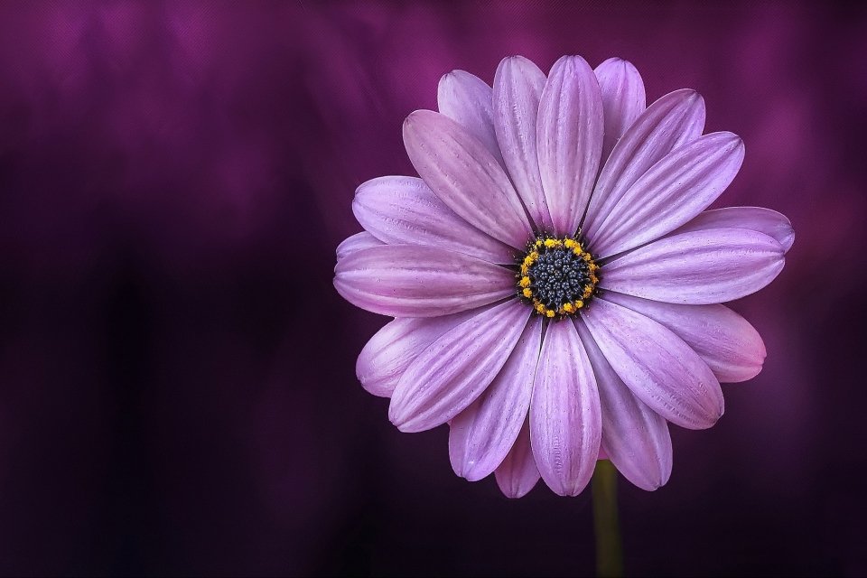 Paarse bloem