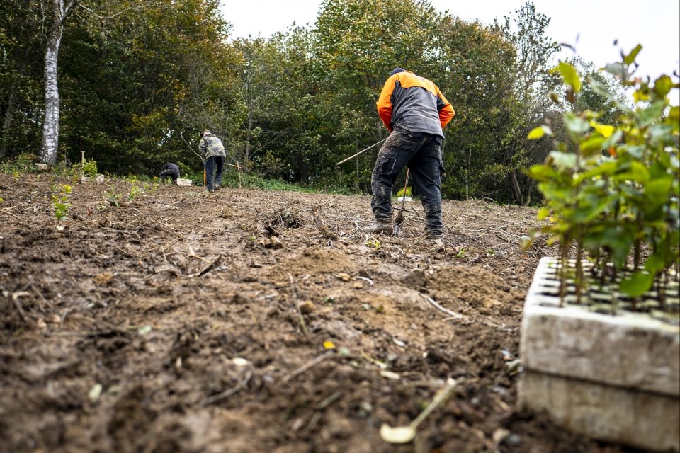 Bosbeplanting