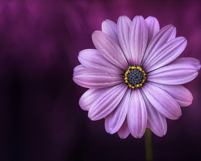 Paarse bloem